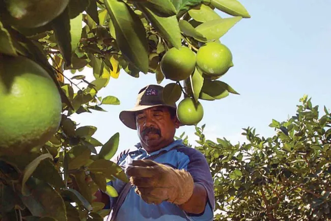Crimen encarece precio del limón; productores michoacanos se quejan