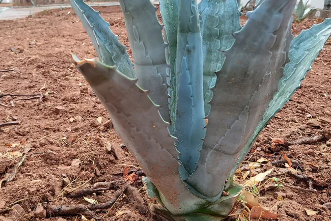 Instalan modelo botánico