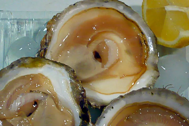 Piden no consumir moluscos del estero en Peñasco