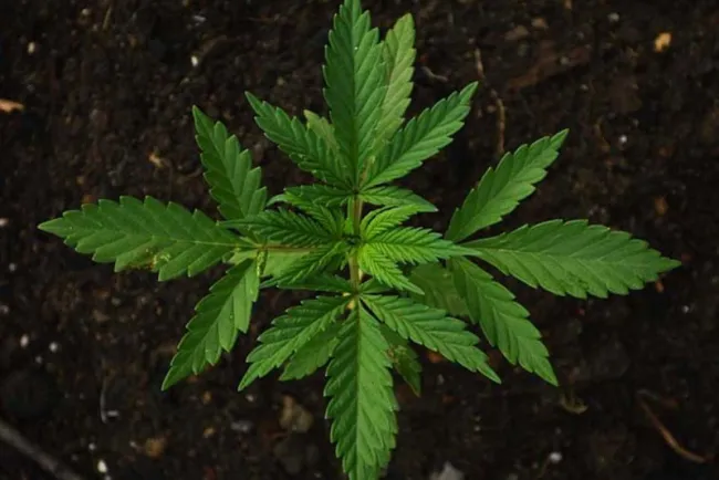 Mariguana recreativa, prioridad en el Senado en febrero