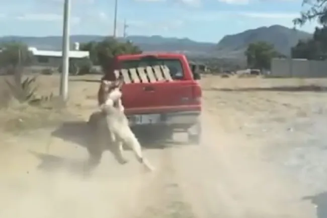 En Hidalgo, amarran a burro a camioneta y lo arrastran; abren investigación
