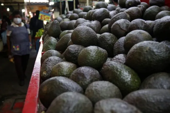 EU reactiva importación de aguacate mexicano