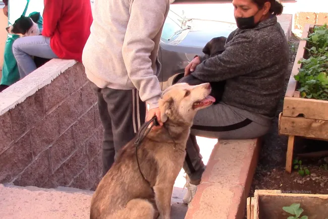 Continúa
jornada de castración

 