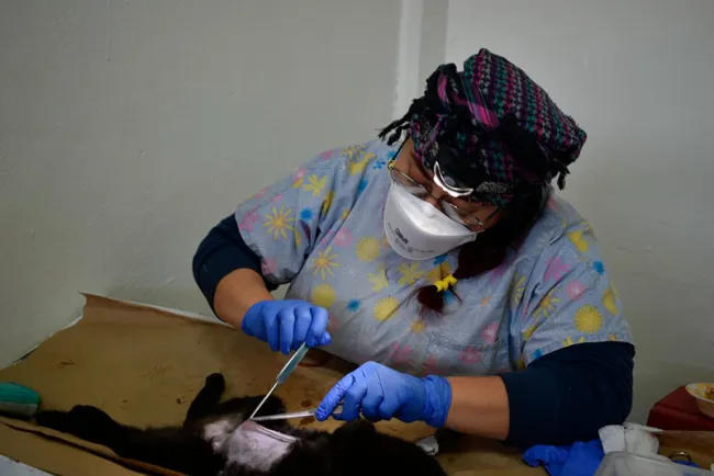 Inhiben problemas de salud con esterilización de mascotas