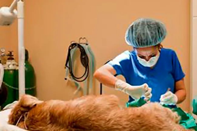 Esterilizarán a más mascotas: SM