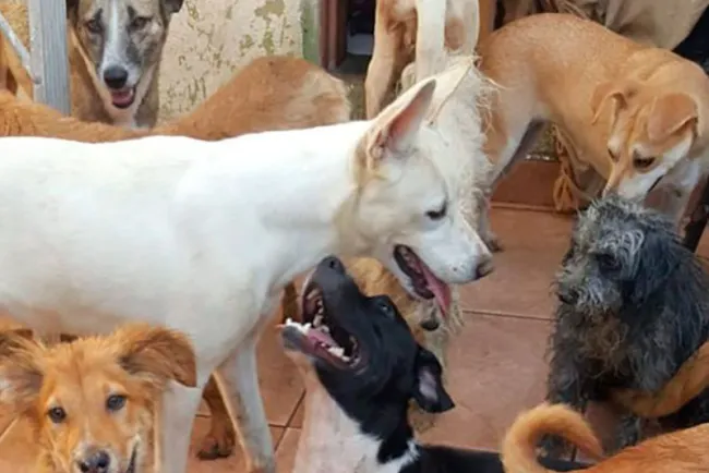 Buscan apoyos para perros rescatados