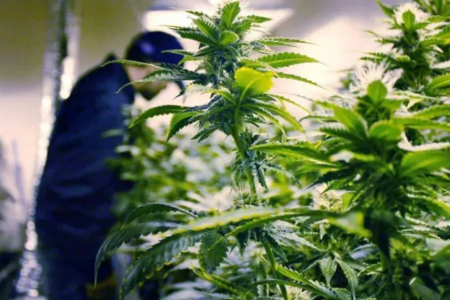 Alcanza industria de la marihuana ganancias millonarias en Arizona