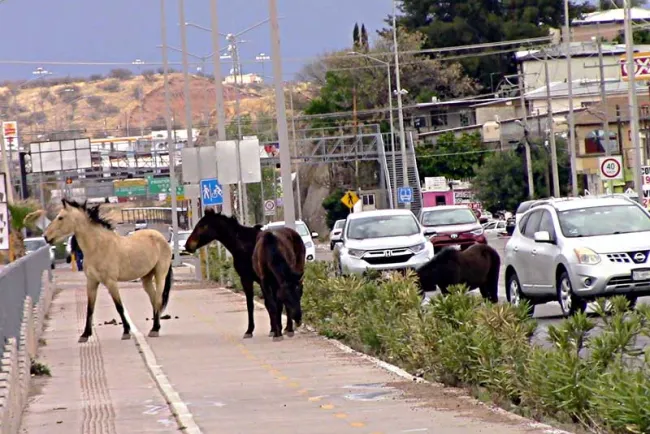 Peligro latente de caballos en periférico Colosio