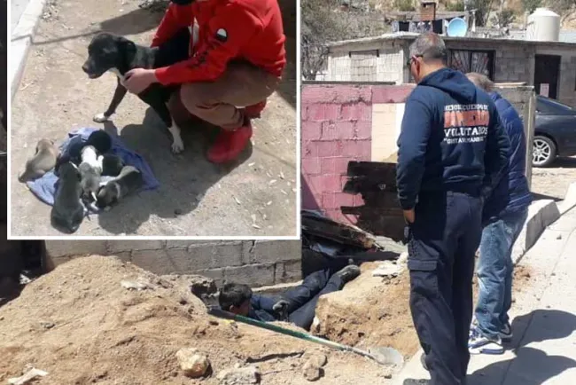 Rescatan bomberos a cachorrito atrapado en tubería de drenaje