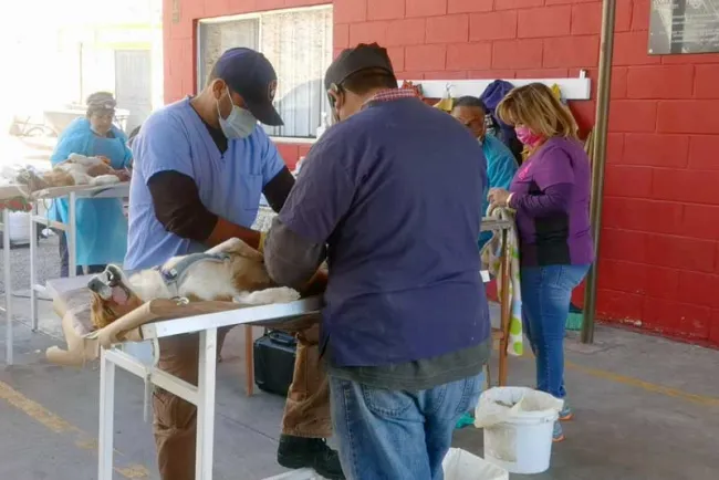Tiene éxito jornada de esterilización en esta frontera