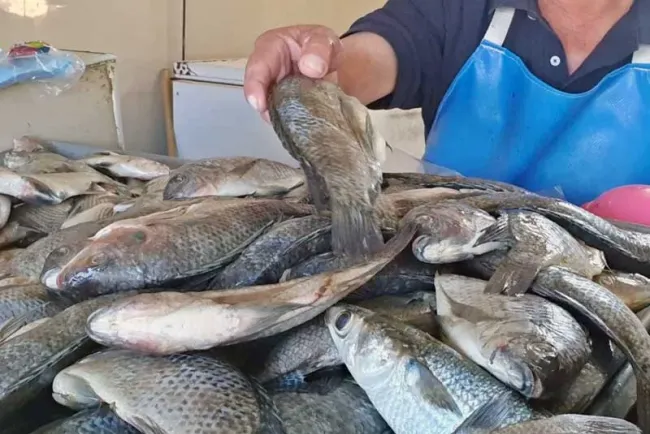 Revisa calidad de productos del mar que se venden en Cuaresma
