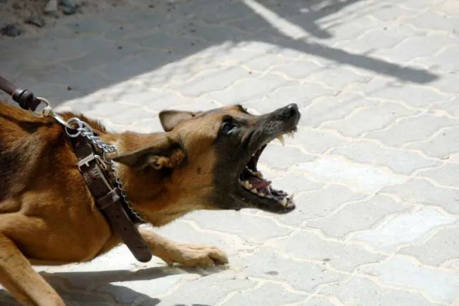 Ataca perro a mujer y la muerde