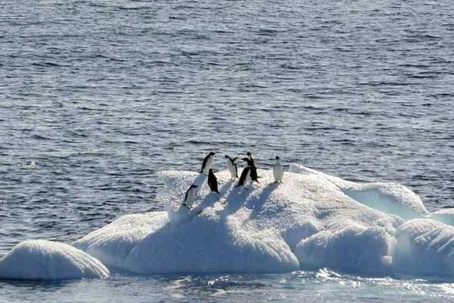 Registra Antártida récord de descenso histórico de hielo marino