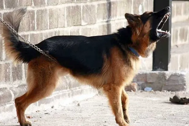 Atacan a mujer jauría de perros en colonia Bella Vista