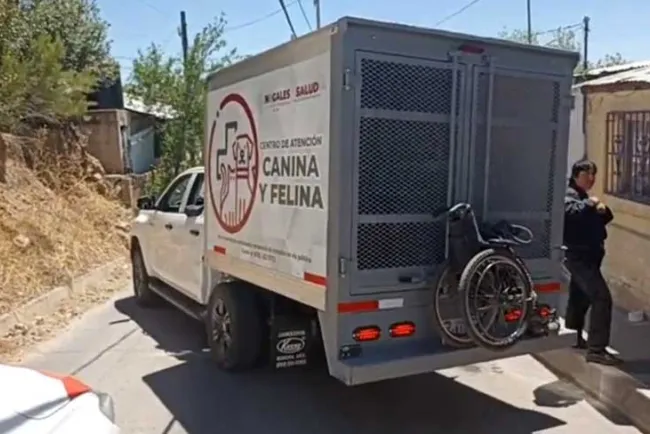 Rescatan a animales del maltrato en diferentes domicilios