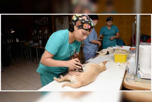 Anuncian campaña de esterilización canina y felina