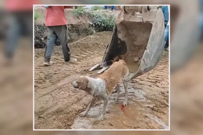 Rescatan a perrita que cayó a canal en Ecuador