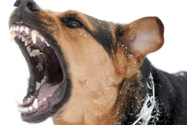 Hay más de 10 casos de mordedura  de perros por semana: Coordinador del CACF