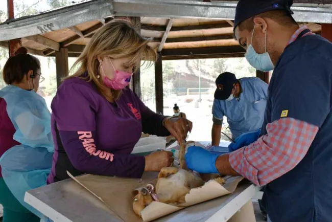 Llevan jornada de esterilización a las Bellotas