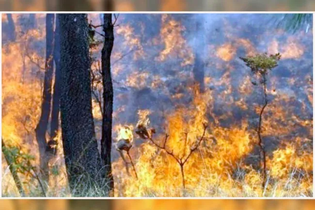 Aumentan incendios forestales en un 200%