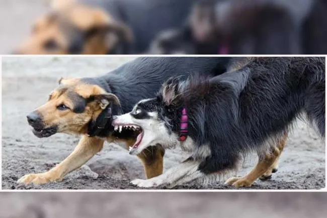 Inicia temporada agresiva de perros