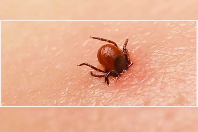 Llaman a prevenir enfermedades como la Rickettzia