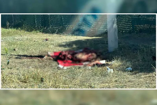 Causa confusión cuerpo de vaca desmembrado