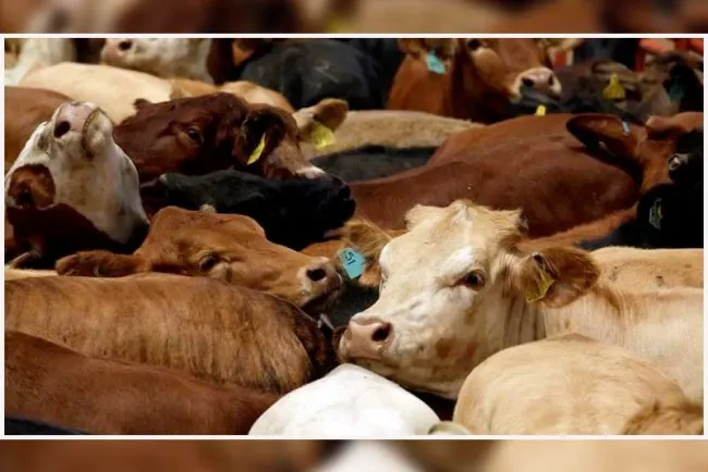 Prevén caída en exportación de ganado