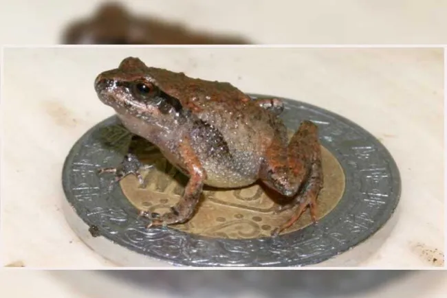 Hallan nuevas especies de ranas miniatura en México