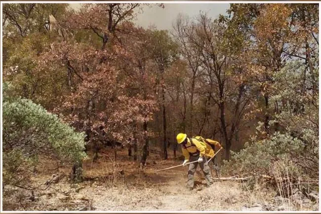 Combaten incendio forestal en Cajeme