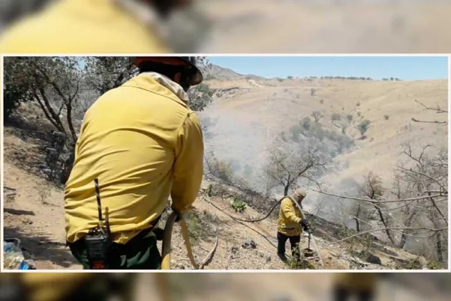La mayoría de incendios forestales son provocados: Saavedra