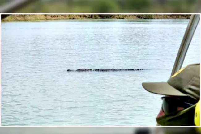 Captan enorme cocodrilo en el Río Bravo
