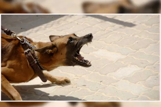 Ataca perro a niño de 7 años