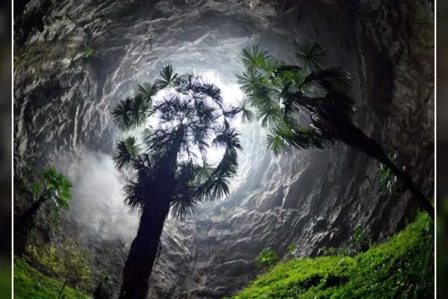 Descubren bosque nunca antes visto a interior de ‘pozo celestial’