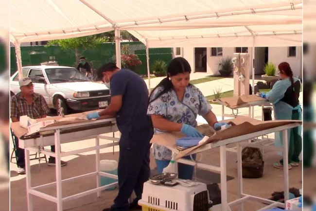 Continúan con campaña de esterilización