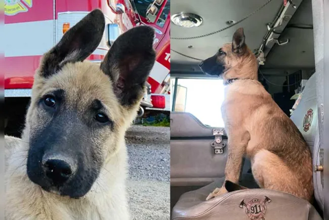 Roban perro a bomberos de Nogales