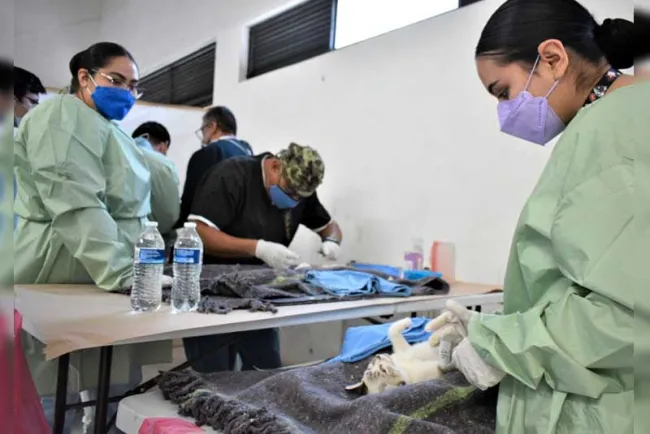 Cerca de alcanzar las 2 mil esterilizaciones de mascotas