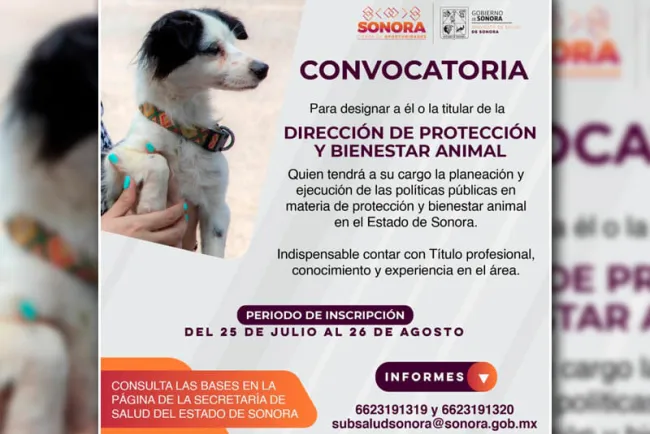 Buscan titular para la Dirección de Protección y Bienestar Animal