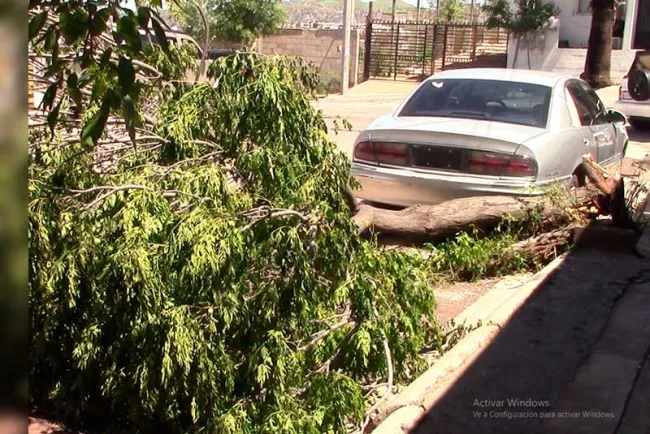 Piden rescaten árbol caído por la tormenta del sábado