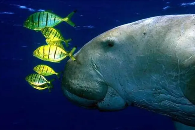 Dugongo; uno de los gigantes del océano ha dejado de existir