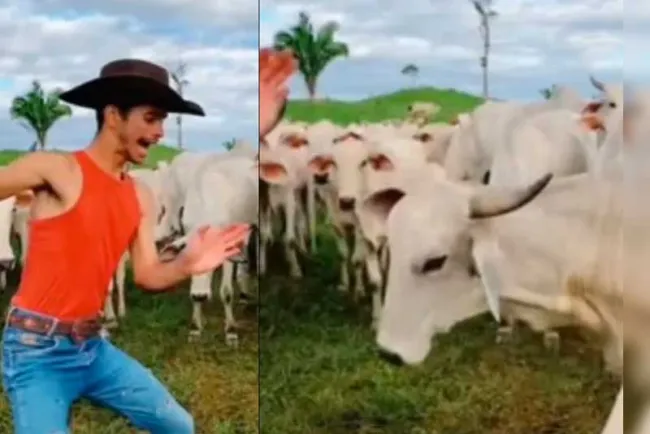 Ataca vaca a joven que intentaba bailar trend para TikTok