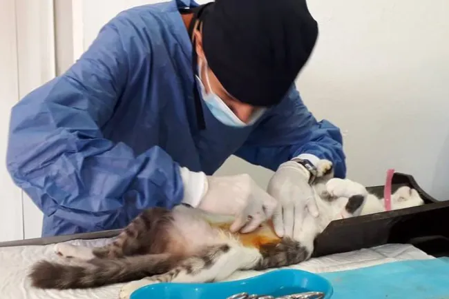 Reanudarán campaña de esterilización tras fiestas patrias