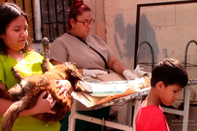 Llevarán campaña de esterilización de mascotas a El Cíbuta