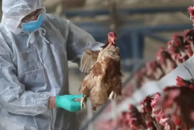Por superar EU récord en muertes de aves de corral por gripe aviar