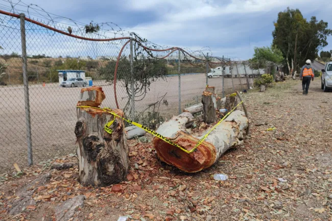 Talan árboles al sur de Nogales