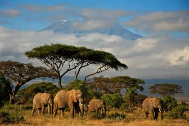 Mueren más de 200 elefantes por sequía en Kenia