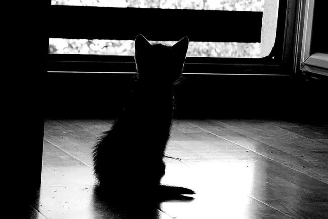 Tienen dos gatitos bebés en adopción