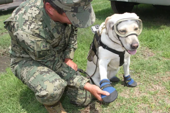 Fallece Frida, perrita rescatista de la Marina