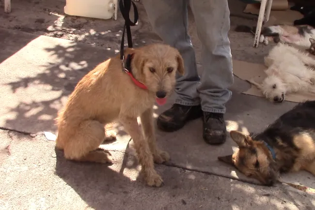 Cumplen meta en esterilización de mascotas