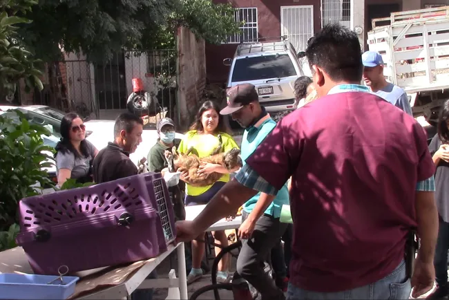 Alistan nueva jornada de esterilización de mascotas